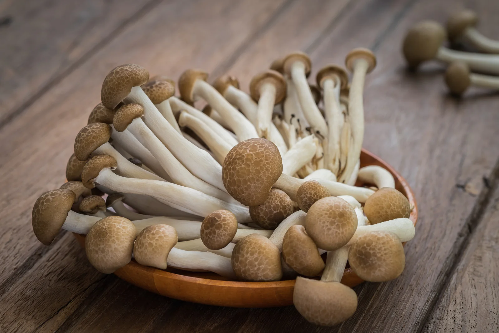 The Magic of Mushrooms: Versatile Recipes You Need to Try